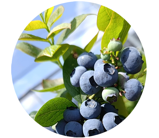 LOVEBERRY - Yaban Mersini - Mavi Yemiş - Blueberry