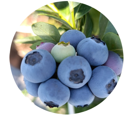 LOVEBERRY - Yaban Mersini - Mavi Yemiş - Blueberry