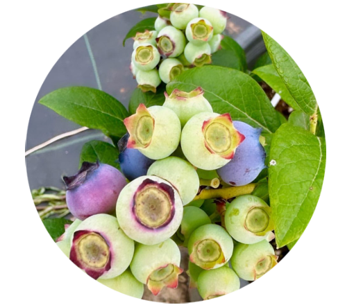 LOVEBERRY - Yaban Mersini - Mavi Yemiş - Blueberry