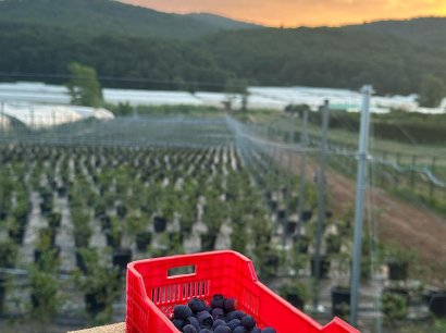 LOVEBERRY - Yaban Mersini - Mavi Yemiş - Blueberry